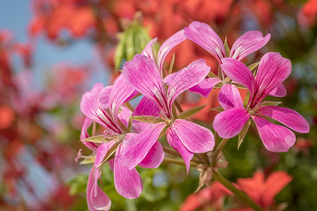 束或者在阳光明媚的一天关闭粉红色花朵层化或皮质植物生动图片