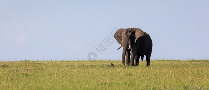 厚皮动物一只孤单的大象穿过草原一只孤独的大象穿过草原灰色的哺乳动物图片