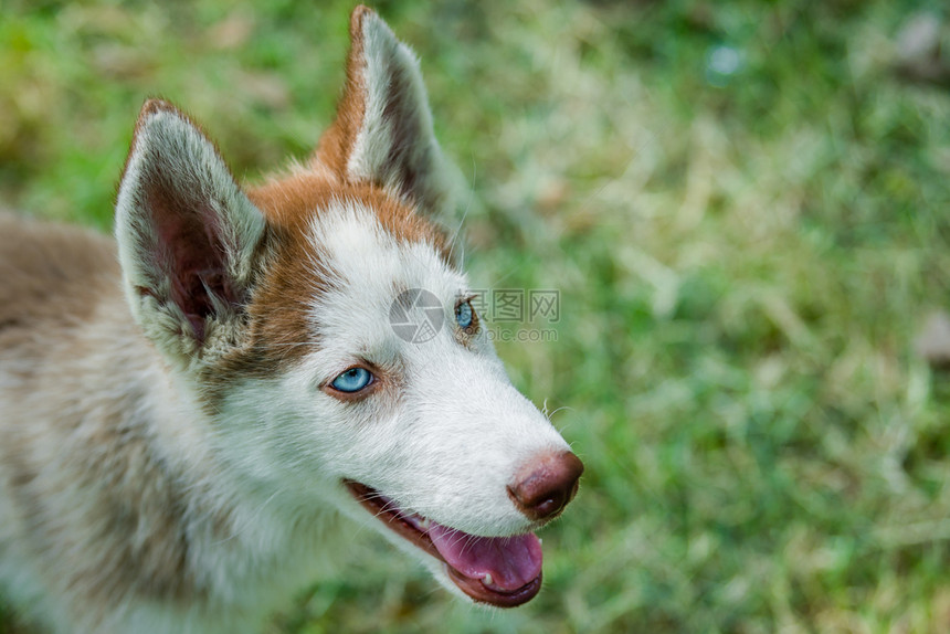 自豪可爱蓝眼西伯利亚的哈斯基小狗仰望着上面宠物毛茸的图片