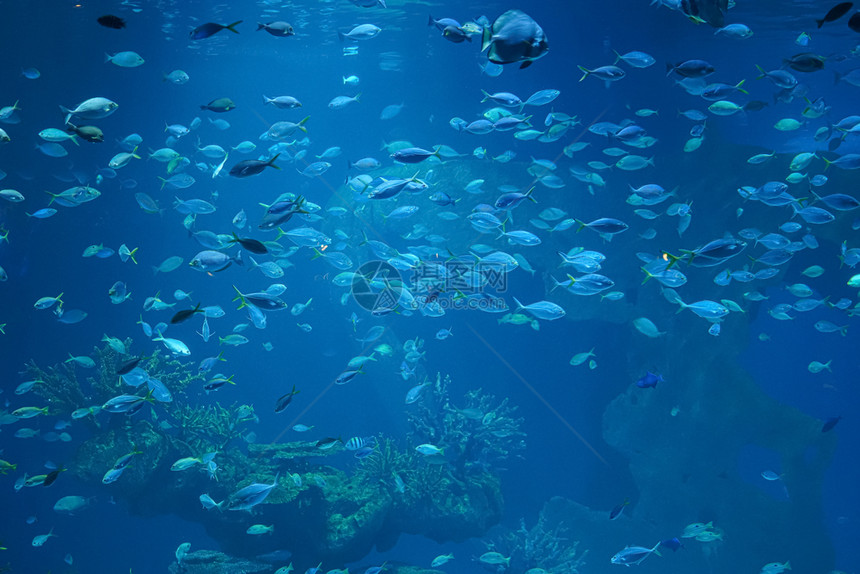 珊瑚红色的加勒比海水族馆玻璃罐鱼图片