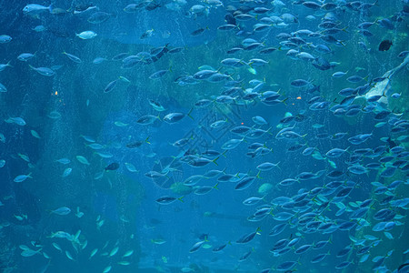 夏威夷荒野珊瑚水族馆玻璃罐鱼图片