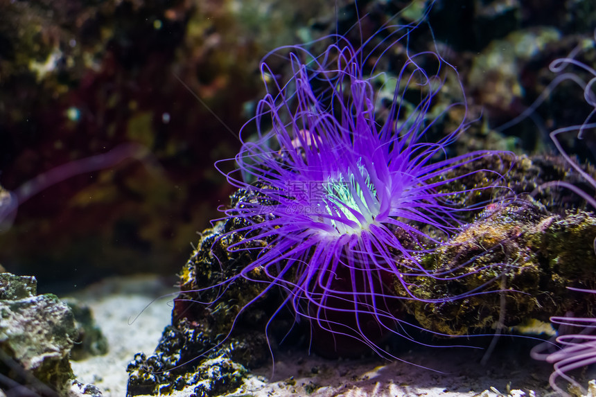 丝状体氖生动鲜花管海的美丽密闭紫色光照热带动物种从非多片海洋中流出图片