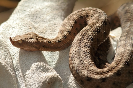 毒液皮手套上的欧洲沙毒蛇Vipera管皮革恐怖症图片