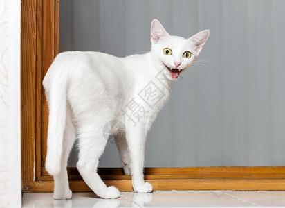惊喜宠物胡闹的怪猫嘴张开的邪恶小白猫可爱的背景图片