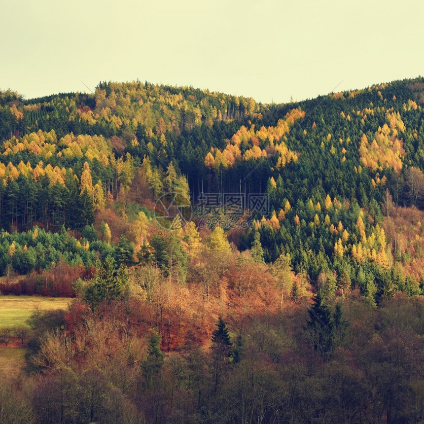 明亮的美丽风景和神奇秋树黄色户外图片