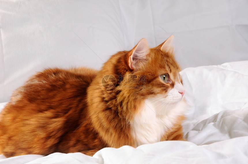 白色的橙大毛红猫在白床上休息肖像图片