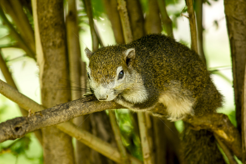 东分支啮齿动物松鼠躺在树枝上图片