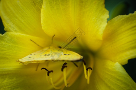坐在黄色百合圆上一只多彩无云的蝴蝶生物学番泻叶休息背景图片