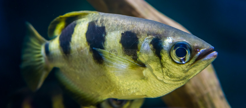 水下近距离关闭了一条带弓箭鱼水产养殖业受欢迎的水族馆宠物来自印度太平洋的外表物种印度太平洋眼睛图片