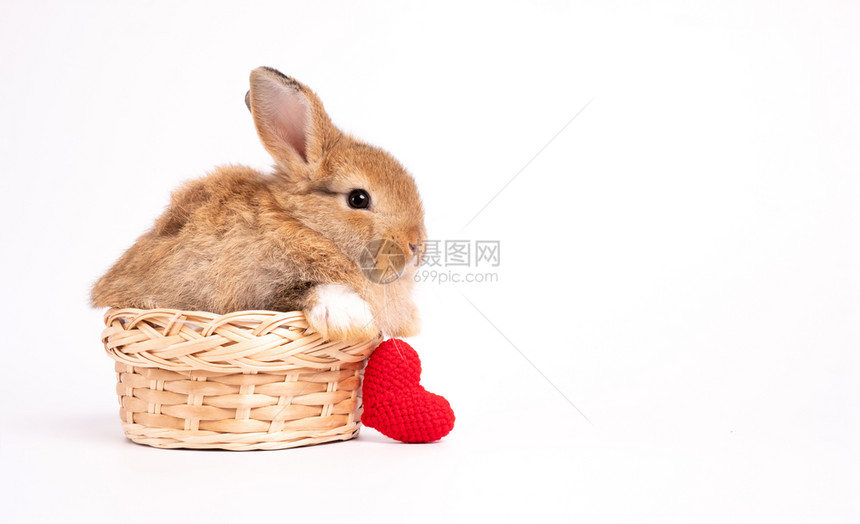 宠物兔坐在篮子里图片