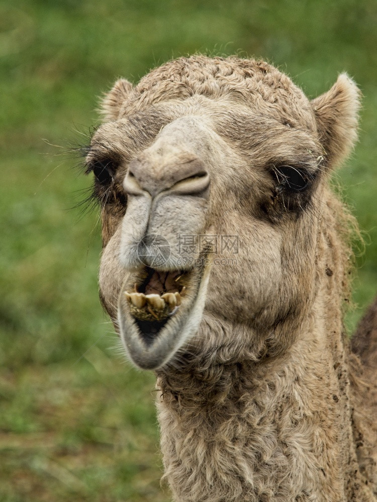 旅行一个快乐笑的长相德罗迈达教牙齿哺乳动物积极图片
