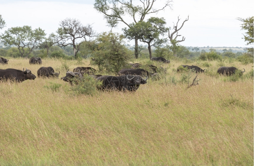 挑衅的有蹄类动物非洲南部Kruger公园的团体buffela图片