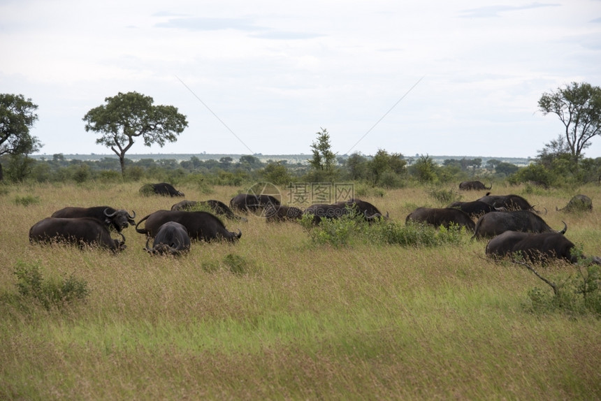 非洲南部Kruger公园的团体buffela苹果浏览器牙齿猎物图片