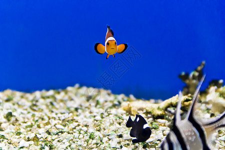 水族馆底部小丑鱼图片