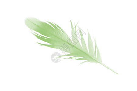 质地漂浮的白色背景上隔离的美丽羽毛颜色浅绿粉彩背景图片