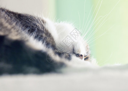 动物肖像可爱的倒着睡猫头水平图像图片