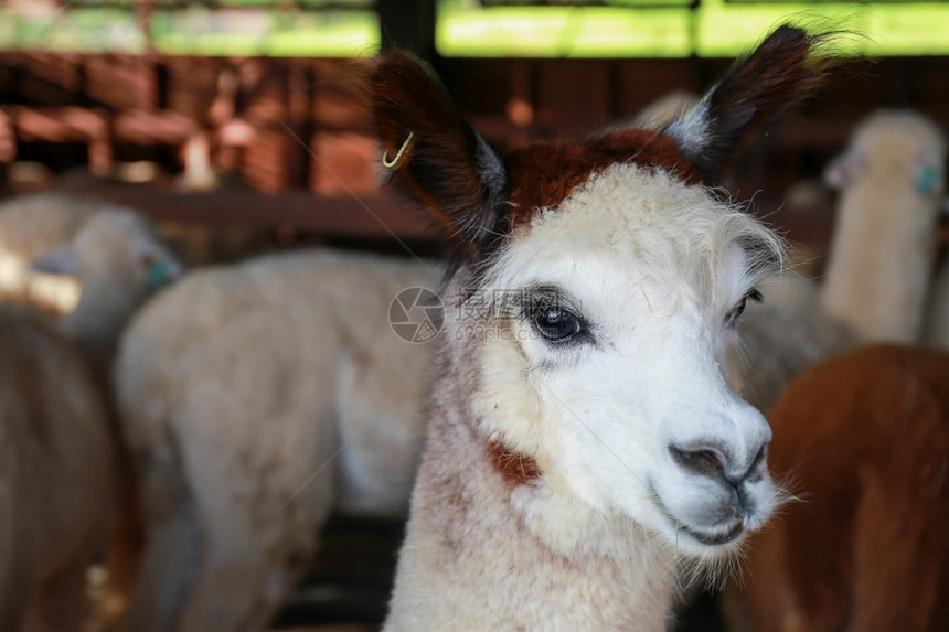 在农场里近距离面对羊驼毛茸安第斯山脉脸图片