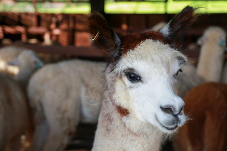 骆驼祥子素材在农场里近距离面对羊驼毛茸安第斯山脉脸背景