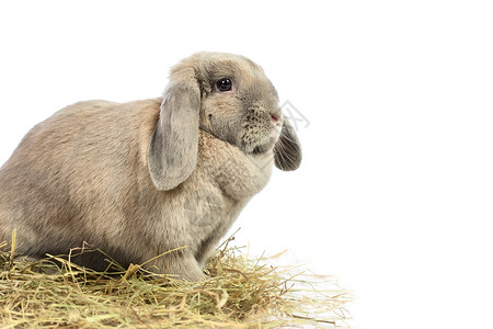 垂耳兔子坐在稻草上图片
