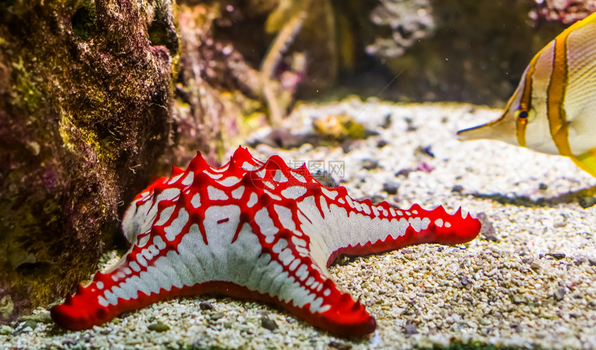 林奇原型机物种热带观赏水族馆宠物来自非海洋的星斑目等非洲红角海星特级闭式热带装饰水族馆宠物图片