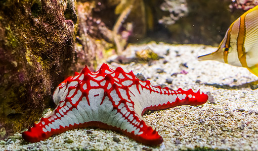 海星鱼林奇原型机物种热带观赏水族馆宠物来自非海洋的星斑目等非洲红角海星特级闭式热带装饰水族馆宠物背景