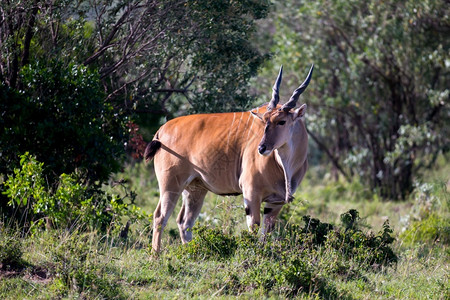 哺乳动物旅游肯尼亚草原上的一些羚羊肯尼亚草地上的一些鹦鹉群中羚羊天图片