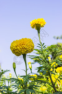 夏天寒冬的空黄花美丽多彩黄色的亚洲图片