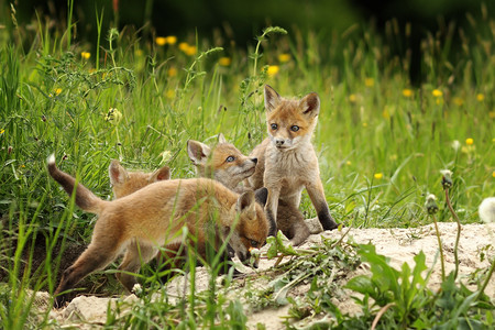 可爱的狐狸兄弟玩洞穴雕塑游戏捕食者挖洞兄弟姐妹图片