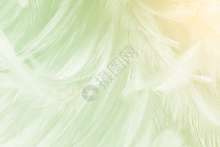 美丽的浅绿色颜青羽毛纹理背景橙色光趋势颜禽类波浪状的甜背景图片