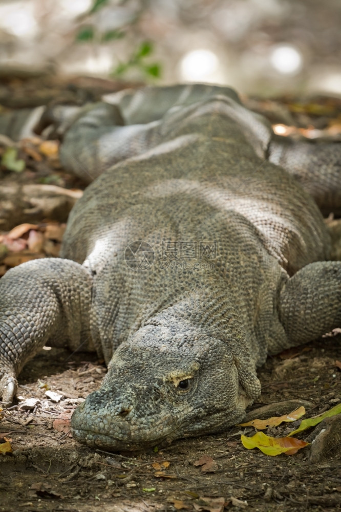 印度尼西亚林卡岛的Komodo龙危险捕食者亚洲图片