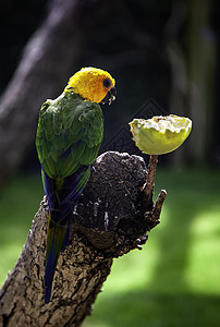 虎皮鹦鹉潘塔纳尔在丛林中吃食外来鸟类的细节禽图片