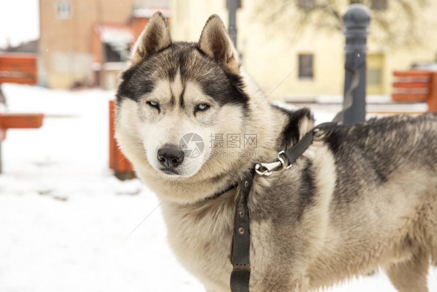 雪白色的城市塞西拉脱维亚狗Husky和老城中心市视角2018年冬季漂亮的图片