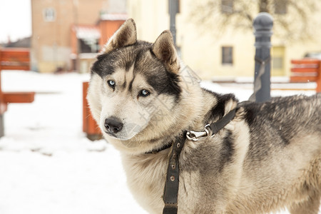 美丽城市塞西拉脱维亚狗Husky和老城中心市视角2018年冬季看脸背景图片