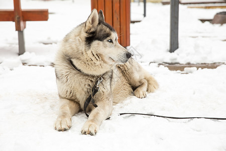 切西斯城市塞西拉脱维亚狗Husky和老城中心市视角2018年冬季犬类阿拉斯加西伯利亚背景