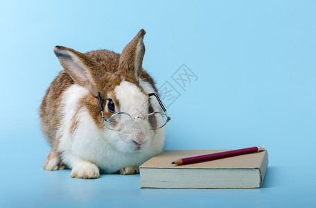 可爱兔子模仿看书图片