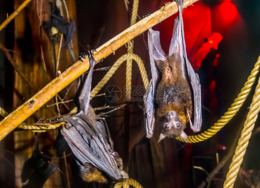 莱尔水果紧地拉着两只莱勒斯方的飞狐倒挂在树枝上夜朝万圣动物来自亚洲的流行蝙蝠斑易受伤害的图片