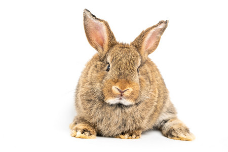 宠物兔子竖起耳朵图片