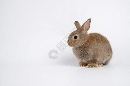 兔子竖起耳朵图片