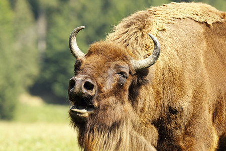 象征动物欧洲野牛BisonGoodsus的肖像哞图片