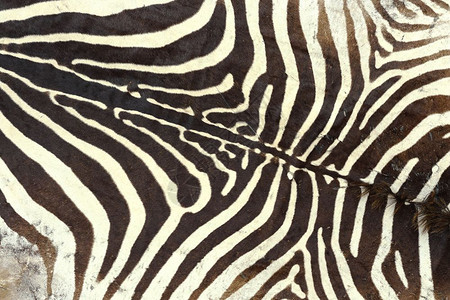 皮肤斑马古老毛的纹理猎捕动物的细节群层图片