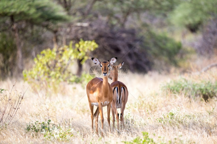 游戏野生动物公园肯尼亚草原上的一些羚羊肯尼亚草地上的一些鹦鹉群中羚羊图片
