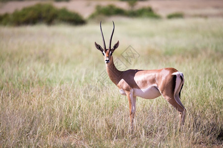 桑布鲁肯尼亚草原上的一些羚羊肯尼亚草地上的一些鹦鹉群中羚羊自然动物图片