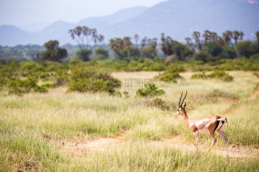 肯尼亚草原上的一些羚羊肯尼亚草地上的一些鹦鹉群中羚羊杰瑞努克国民旅游图片