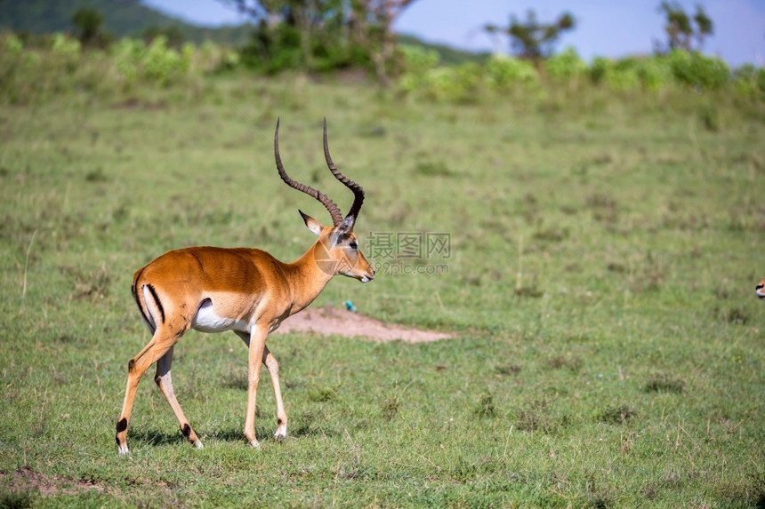 荒野肯尼亚草原上的一些羚羊肯尼亚草地上的一些鹦鹉群中羚羊杰瑞努克绿色图片