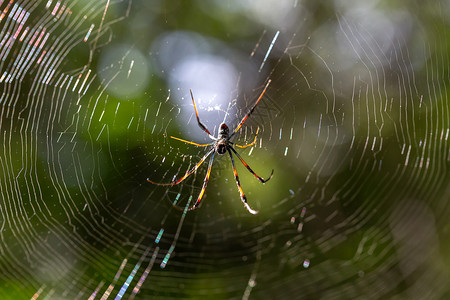 危险马达加斯织网的本地蜘蛛马达加斯织网的本地蜘蛛目可怕背景图片