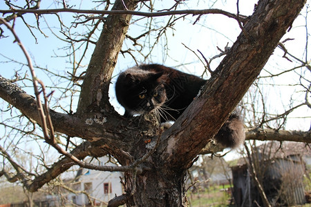 温暖的黑猫爬上花园树捕食者恶作剧高清图片