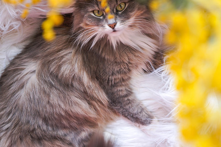 一种甜毛灰小猫在黄色的花朵背景之下甜灰小猫爪子动物图片