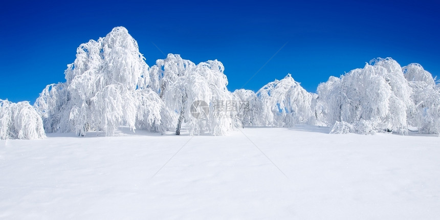 树林白雪乡村的自然图片