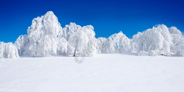 树林白雪乡村的自然图片