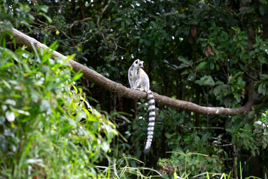 动物园马达加斯岛热带雨林中的环尾狐猴马达加斯岛热带雨林中的环尾狐猴森林家庭图片